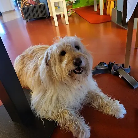 Lucy With Shared Pool Cambiasca